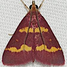 Pyrausta tyralis