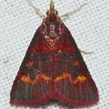 Pyrausta tyralis