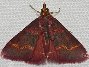 Pyrausta tyralis