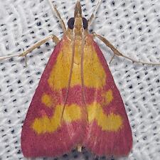 Pyrausta laticlavia