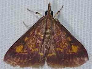 Pyrausta acrionalis