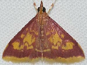 Pyrausta acrionalis