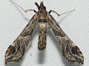 Lineodes interrupta