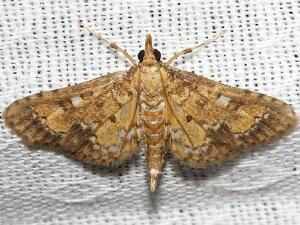 Niphograpta albiguttalis