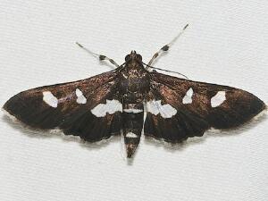 Desmia funeralis