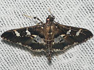 Desmia ufeus