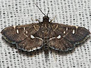 Diathrausta harlequinalis