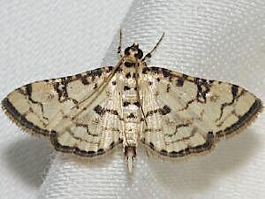 Hileithia rehamalis