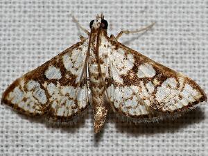 Glyphodes floridalis