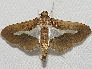 Diaphania infimalis