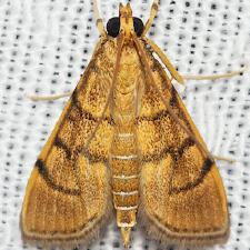 Omiodes indicata