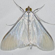 Palpita flegia