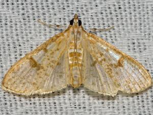 Palpita freemanalis