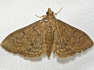 Herpetogramma phaeopteralis