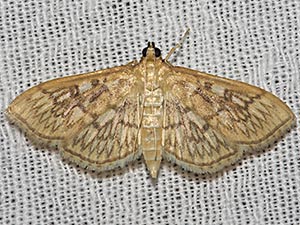 Herpetogramma pertextalis