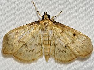 Herpetogramma aeglealis