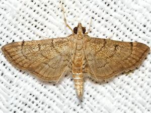 Salbia mizaralis