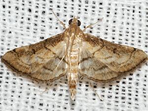 Marasmia cochrusalis