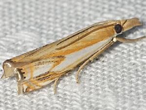 Crambus agitatellus