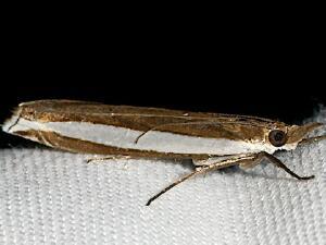 Crambus quinquareatus