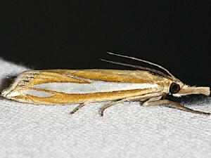 Crambus satrapellus