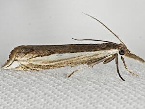 Raphiptera argillaceellus