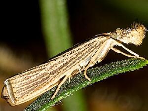 Agriphila vulgivagellus