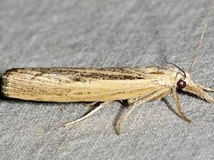 Pediasia trisecta