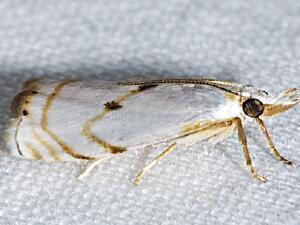 Microcrambus biguttellus