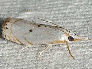 Microcrambus biguttellus