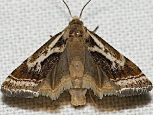 Microcrambus elegans