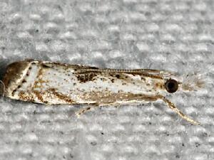 Microcrambus minor