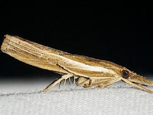 Fissicrambus haytiellus