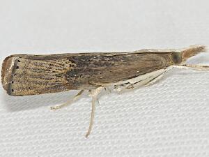 Parapediasia teterrellus