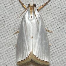 Urola nivalis