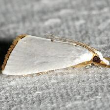 Urola nivalis