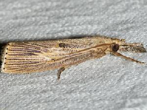 Chilo erianthalis