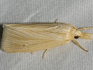 Diatraea grandiosella