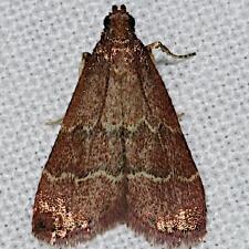 Heliades mulleolella