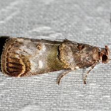 Oneida lunulalis