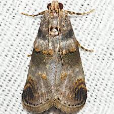 Oneida lunulalis