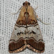 Pococera maritimalis