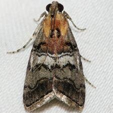 Pococera maritimalis