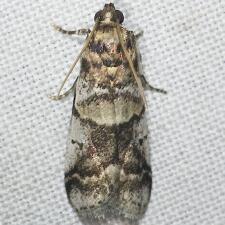 Acrobasis indigenella