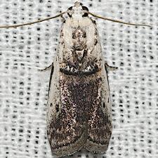 Acrobasis tumidulella