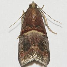 Acrobasis exsulella