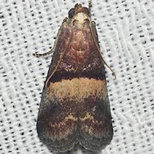 Acrobasis exsulella