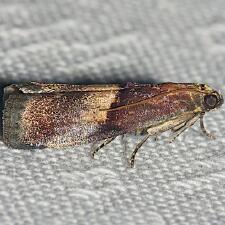 Acrobasis exsulella