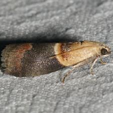 Acrobasis demotella