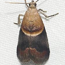 Acrobasis demotella